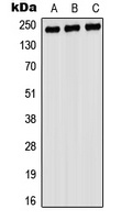 Myosin 9 Rabbit Polyclonal Antibody
