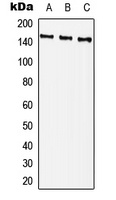PLC gamma 2 (Phospho-Y759) Antibody