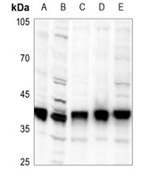 PLSCR1 Antibody [KO/KD Validated]