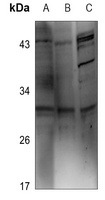 RAD1 Antibody