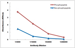 RBBP8 (phospho-S327) antibody