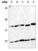 RPS27 Antibody