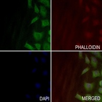 RPS27 Antibody