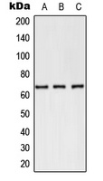 CD62E Antibody