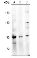 SLC9A5 antibody