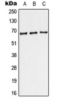 TRF2 Rabbit Polyclonal Antibody