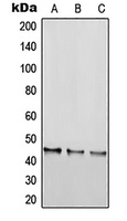 RGS20 Antibody