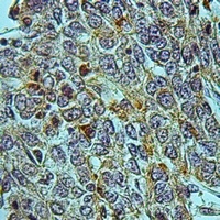 CREG1 antibody