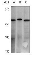 Cav3.1 Rabbit Polyclonal Antibody