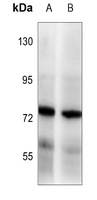 BAG3 Antibody