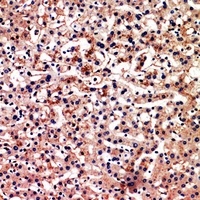 BAG3 Antibody