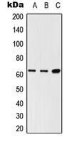 LNK Rabbit Polyclonal Antibody