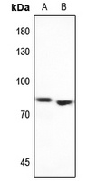MEKK2 Rabbit Polyclonal Antibody