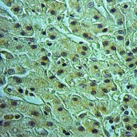 Anti-SEC61B Antibody