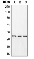 Kallikrein 11 Rabbit Polyclonal Antibody