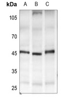 GPR182 Antibody