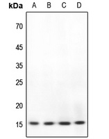 BRI3 Antibody