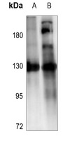 ZO3 Antibody
