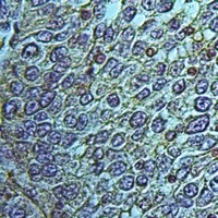 Anti-SERP1 Antibody