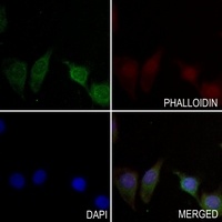 CALY Antibody
