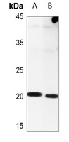 NIP7 Antibody