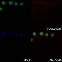 NIP7 Antibody