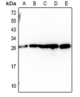 RAB14 Antibody