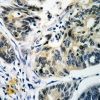 Anti-RAB14 Antibody
