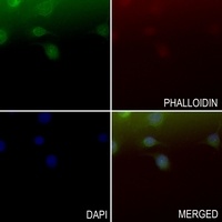 RAB14 antibody