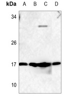 RhoF Antibody