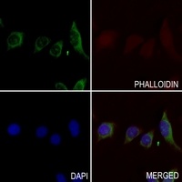 RHOF antibody