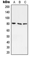 ABCF3 Antibody