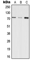 INPP5E Antibody