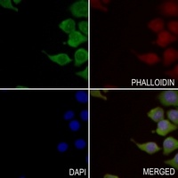 INPP5E antibody