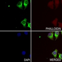 RETN antibody