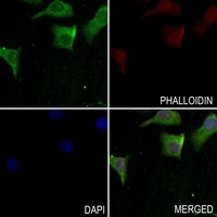 Anti-RAPH1 Antibody