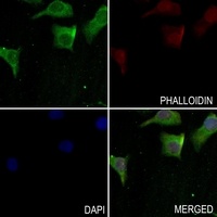 RAPH1 antibody