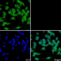 Anti-Cyclin B3 Antibody