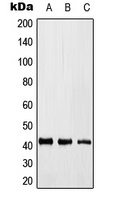 KLF17 Antibody