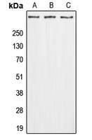 GPR112 Antibody