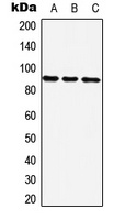 ZNF25 Antibody