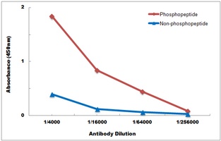 Anti-Androgen Receptor (Phospho-S650) Antibody