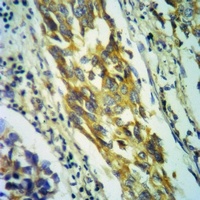 Anti-IFN alpha 1 Antibody