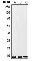 FKSG2 Antibody