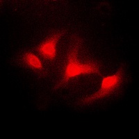 ABL1 Antibody