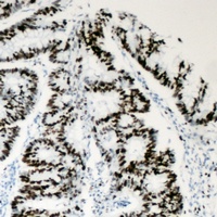 ACTL6A antibody
