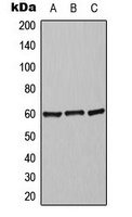 Alpha-2C Adrenergic Receptor Antibody