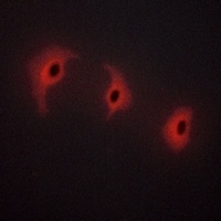 Alpha-2C Adrenergic Receptor Antibody