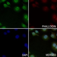 Anti-Beta-2 Adrenergic Receptor Antibody