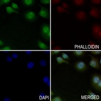 ADRB2 antibody